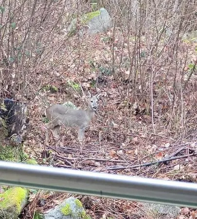 Apartment Le Balcon Des Roches 5 Personnes Gérardmer